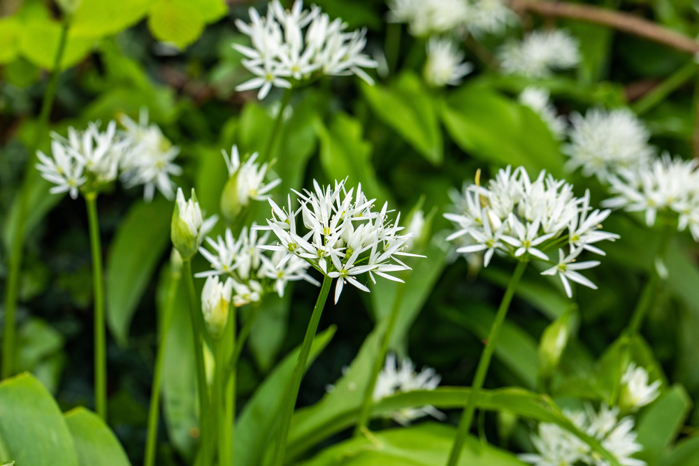 Allium ursinum