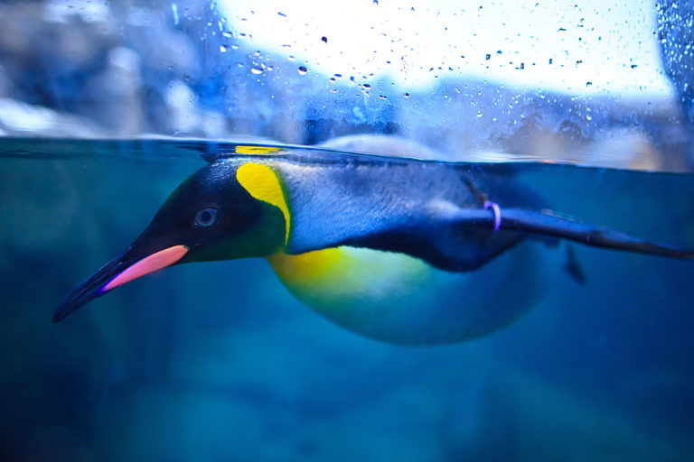 Spreewelten Bad: In Lübbenau in die geheime Welt der Pinguine eintauchen