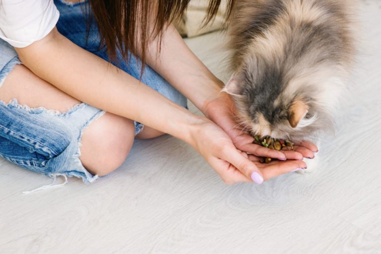 Woran erkennt man hochwertiges Katzenfutter und was macht es aus?
