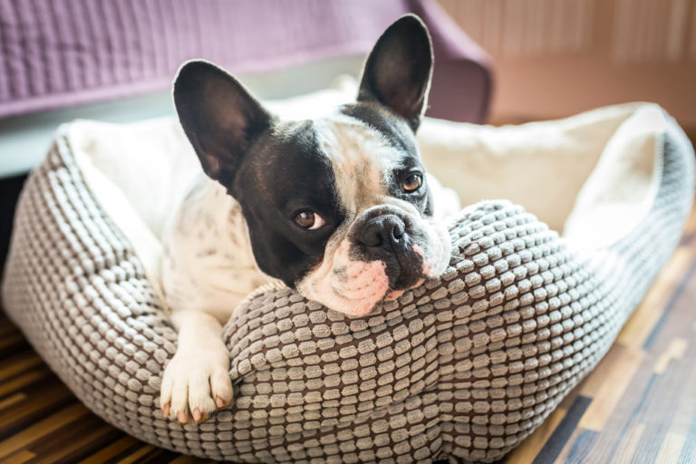 Das passende Hundebett finden: Tipps & Infos