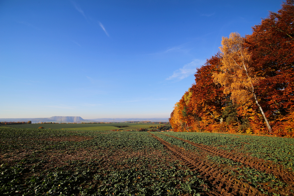 Heringen