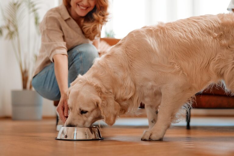 Hundefutter: Artgerechte Ernährung für ein langes Hundeleben
