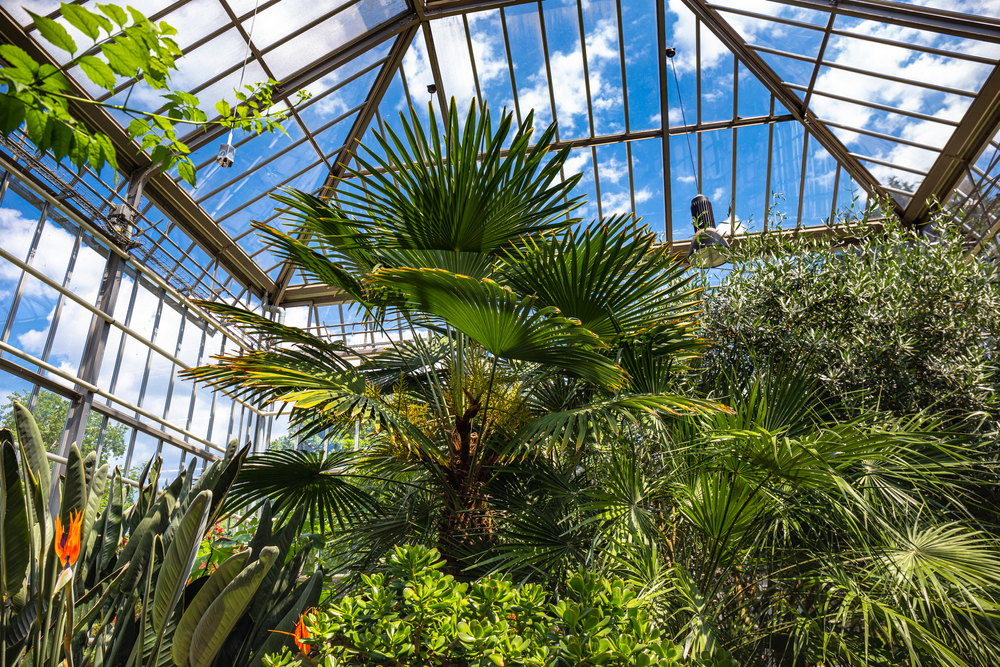 tropische pflanzen im botanischen garten